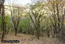 گزارش تصویری از فصل پاییز در جنگل ابر شاهرود